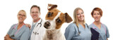 Fototapeta  - Jack Russell Terrier and Veterinarians Behind