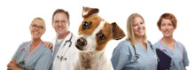 Jack Russell Terrier And Veterinarians Behind