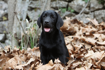 Wall Mural - chiot labrador sur un tapis de feuilles mortes