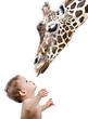Giraffe und Mensch