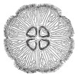 Jellyfish or Aurelia vintage engraving