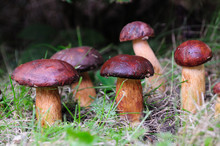 Boletus Badius Mushrooms