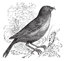 The Common Crossbill Or Loxia Curvirostra. Vintage Engraving.
