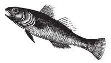 Black Goby Or Gobius Niger, Fish, Vintage Engraving.