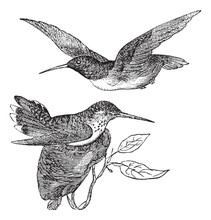 Anna's Hummingbird Or Calypte Anna Vintage Engraving