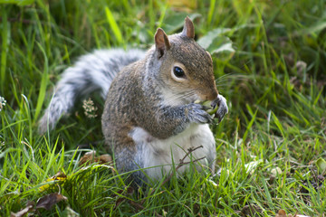 Squirrel