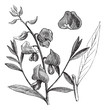 © Morphart - Sunn or Sunn Hemp or Crotalaria juncea vintage engraving