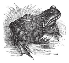European Common Frog Or Rana Temporaria Vintage Engraving