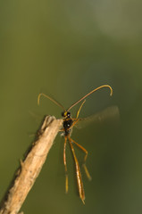 Sticker - Ichneumonidae