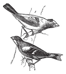 Evening grosbeak (Hesperiphona vespertina) or Finch 1.Male 2. Fe