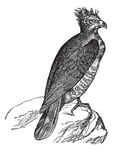 Harpy (thrasaetus Harpyia) Vintage Engraving