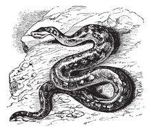 Natal Rock Python Or Python Sebae Natalensis Vintage Engraving