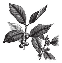 American Winterberry Or Ilex Verticillata Vintage Engraving