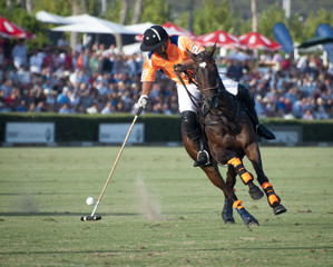 Polo Player