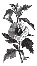 Garden Hibiscus (Hibiscus Syriacus) Or Shrub Althea Vintage Engr