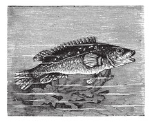 Vicille Sea (Labrus Maculatus) Or Ballan Wrasse Vintage Engravin
