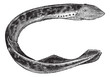 Lamprey of america (Petromyzon Americanus) or Sea lamprey vintag