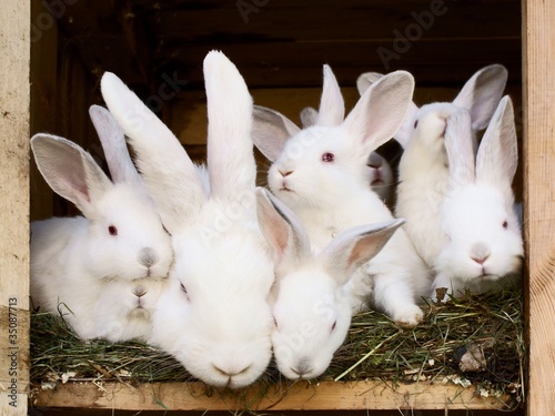 Cuadros en Lienzo Little white rabbits with their mum