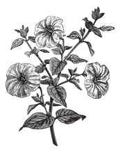 Petunia Or Petunia Sp., Vintage Engraving