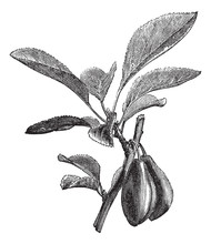 Damson Or Prunus Insititia Vintage Engraving
