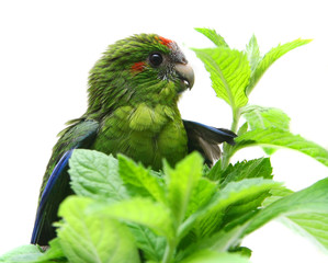 Canvas Print - Red-fronted Kakariki parakeet baby, 1,5 month, isolated on white