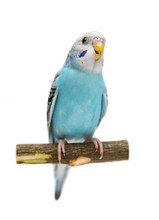 Budgie 1,5 Mounths On The White Background