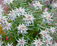 Edelweiss (Leontopodium Alpinum)