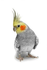 Canvas Print - Cockatiel parakeet 4 years old (female)