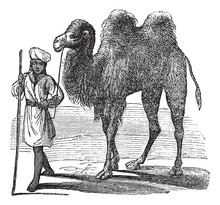 Bactrian Camel Or Camelus Bactrianus Vintage Engraving