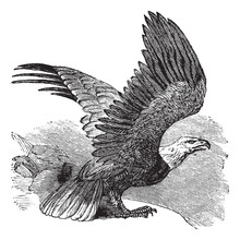 Bald Eagle (Haliaeetus Leucocephalus), Vintage Engraving.
