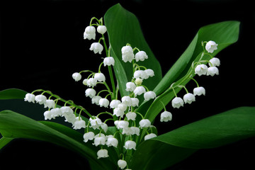 Wall Mural - Lily-of-the-valley