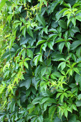 Naklejka na meble зеленые листья