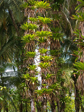 Many Epiphytes Bromeliad Plant On Trunks Of Coconut Palm Trees, Central America, Costa Rica