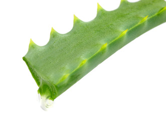 Aloe