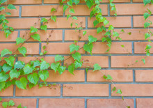 Brick Wall And Ivy Hanging Down On It