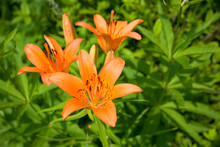 Wild Orange Lily In A Meadow.