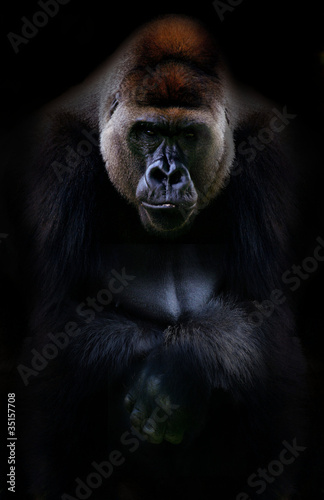 Fényképezés  Portrait of gorilla