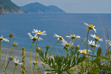 Sticker - Chamomile flowers at sea 11