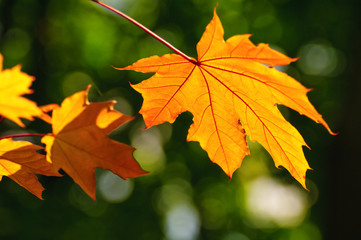 Wall Mural - Autumn is coming