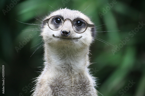 Cuadros en Lienzo lächelndes Erdmännchen mit Brille