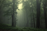 Green forest after rain
