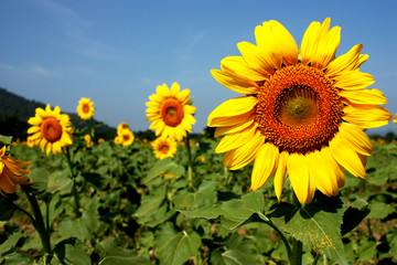 Ripe Sanflower on the field