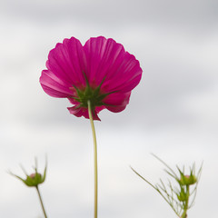 Wall Mural - cosmos
