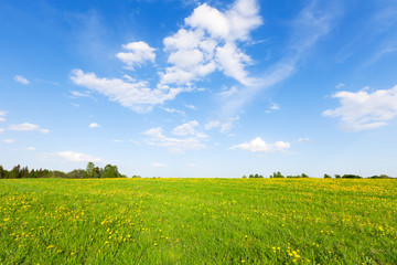 Wall Mural - Green field with flowers under blue cloudy sky