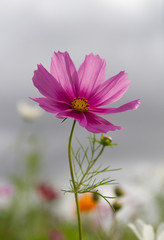 Wall Mural - cosmos