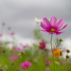 cosmos