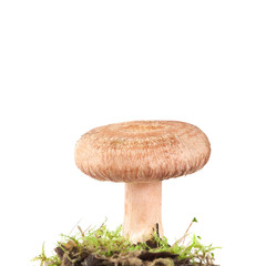 Canvas Print - Woolly milkcap (Lactarius torminosus) isolated