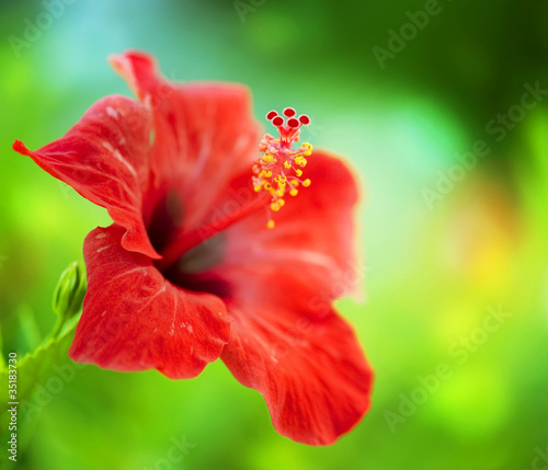 Naklejka dekoracyjna Hibiscus Flower. Shallow DOF