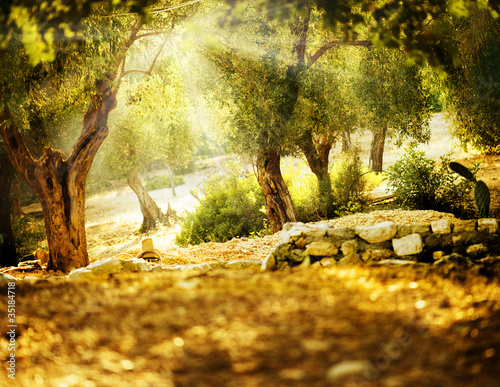 Fototapeta na wymiar Olive Trees