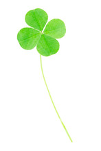 Fresh, Green Four Leaf Clover Isolated On White, Clipping Path I